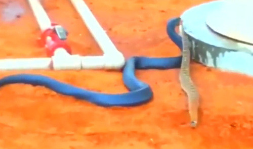 Nó định tha con mồi lên cái sảnh...