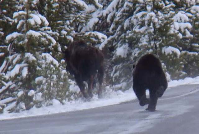 Cuối cùng, con bò quyết định rẽ vào rừng. Đáng tiếc là chúng ta không thể theo dõi được kết quả cuối cùng của cuộc truy sát này.