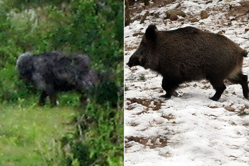 2. Quái thú Dartmoor: Theo truyền thuyết, quái thú này xuất hiện trên núi đá Hound (vùng Dartmoor, Anh). Quái thú này có tấm thân đồ sộ, bộ lông dày lởm chởm và 4 cái chân to khỏe hung hãn.