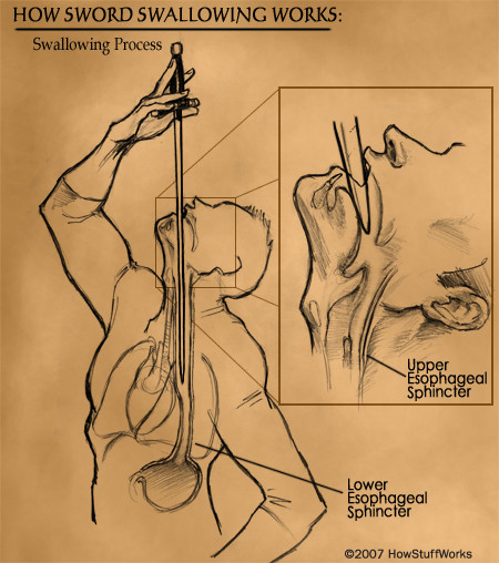 GI là một chuỗi các cơ quan nội tạng của cơ thể sống, bao gồm cổ họng, hoặc hầu họng, thực quản và dạ dày. Đường tiêu hoá (GI) thường khá mềm, với một vài khúc cong có thể thay đổi nếu thật sự thư giãn.