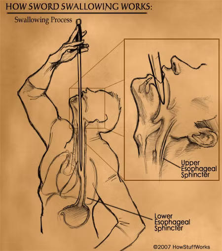 GI là một chuỗi các cơ quan nội tạng của cơ thể sống, bao gồm cổ họng, hoặc hầu họng, thực quản và dạ dày. Đường tiêu hoá (GI) thường khá mềm, với một vài khúc cong có thể thay đổi nếu thật sự thư giãn.