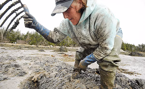 Một người phụ nữ miệt mài đào bùn tìm giun bằng dụng cụ chuyên dụng.