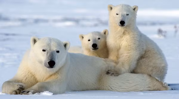 Vì vậy, để đảm bảo an toàn, sau khi thụ thai, gấu mẹ đào hang nằm ngủ đông suốt hai tháng “bầu bí” và cả khi sinh đẻ. Gấu con sẽ ở cùng mẹ đến khi 2 tuổi.