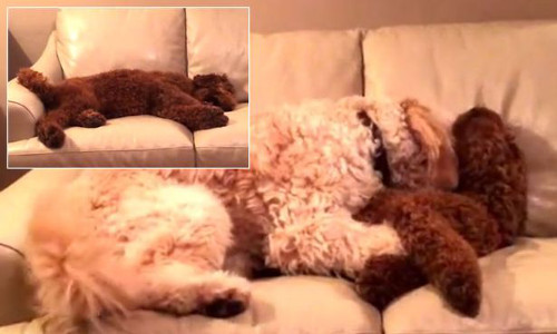 Chú chó an ủi, vỗ về bạn khi gặp ác mộng.