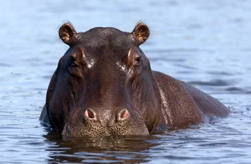 Sư tử, voi, báo, trâu, tê giác đều phải chịu trách nhiệm cho nhiều vụ tấn công người gây tử vong, nhưng cộng lại cũng không bằng số vụ do hà mã gây ra.