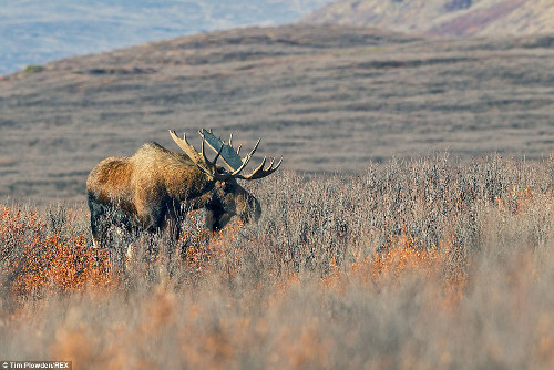 Một chú nai sừng tấm lặng lẽ ăn tối.