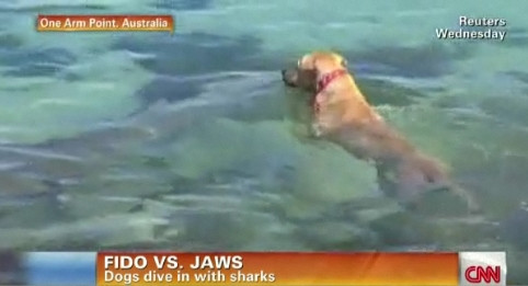 Được lệnh, chú chó ngay lập tức lao xuống biển dù đây không phải môi trường quen thuộc của nó.