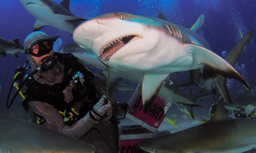 Anh bình tĩnh cho cá mập ăn những mẩu cá xiên.