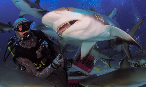 Anh bình tĩnh cho cá mập ăn những mẩu cá xiên.