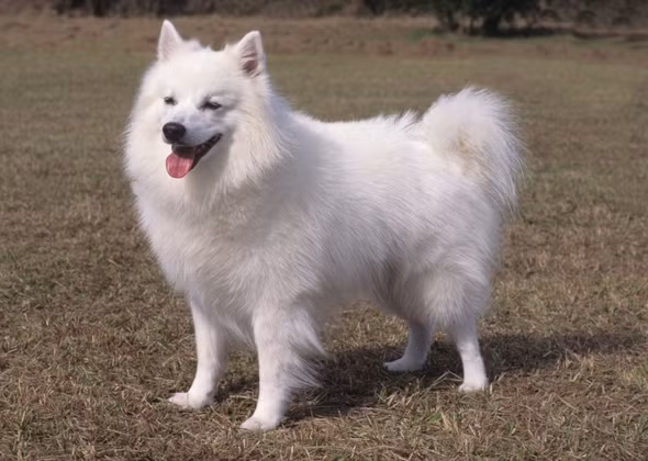 Hoa Kỳ chọn linh vật là một chú chó nhanh nhẹn, hoạt bát và hết sức đáng yêu.