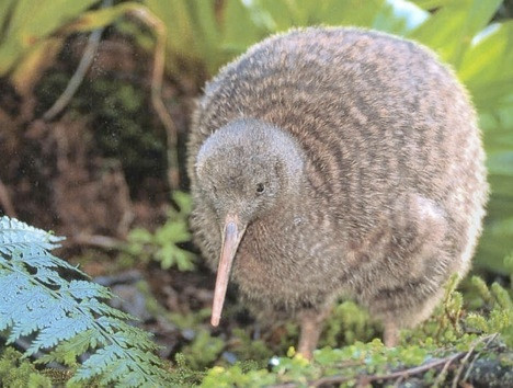 Kiwi cũng là một loài chim không biết bay với kích thước nhỏ bé, tập tính “1 vợ 1 chồng” suốt đời và số lượng cá thể nhỏ đến mức đáng lo ngại.