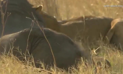 Nhưng dường như bất lực trước đàn sư tử quá đông.