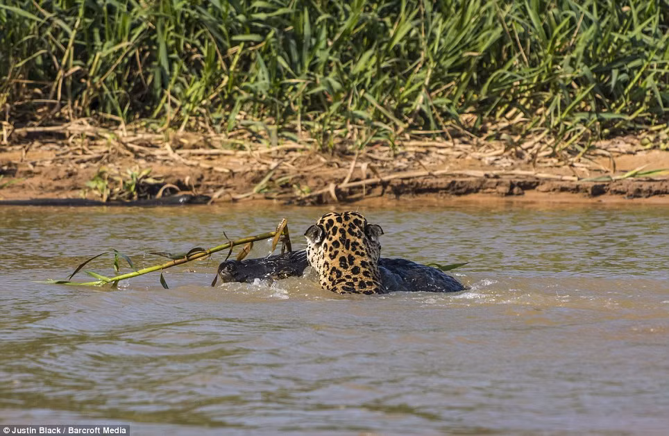 Con báo hiên ngang bơi qua sông với con mồi ngậm chặt trong miệng.