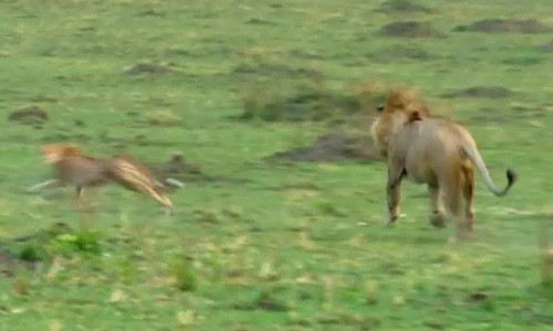 Thấy vậy, sư tử liền đuổi theo báo mẹ.