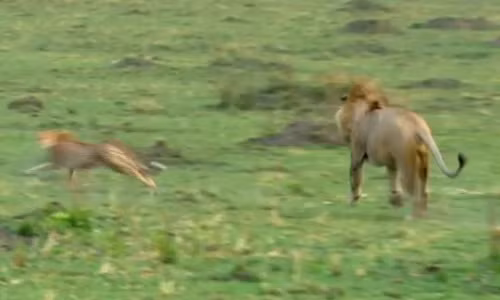 Thấy vậy, sư tử liền đuổi theo báo mẹ.