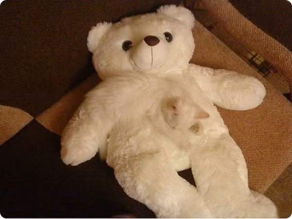 Chú mèo lười biến thành cánh tay của con gấu bông.