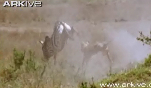 Ngựa vằn thấy vậy chạy nhanh về phía trước.