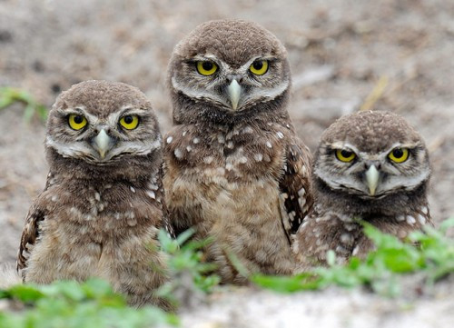 Cú đào hoang. Đây là loài chim có khả năng “diễn kịch” rất tài tình. Vì tổ của chúng nằm ở dưới đất nên mỗi khi bị kẻ săn mồi đào bới, chúng sẽ phát ra tiếng kêu y hệt tiếng kêu của rắn chuông . Vì thế, con thú đang “mải miết” đào hang ở phía trên khi nghe thấy tiếng kêu ghê rợn ấy chắc chắn sẽ cong đuôi mà bỏ chạy.