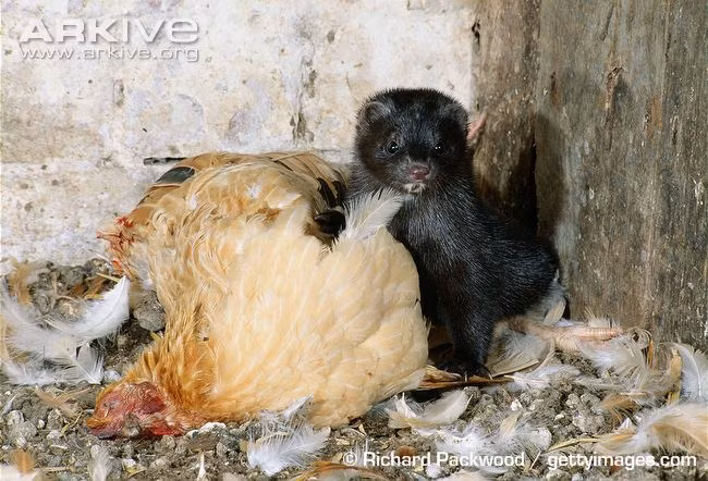 Tại đó, chúng được giao “xử lý” những con gà khá lớn.