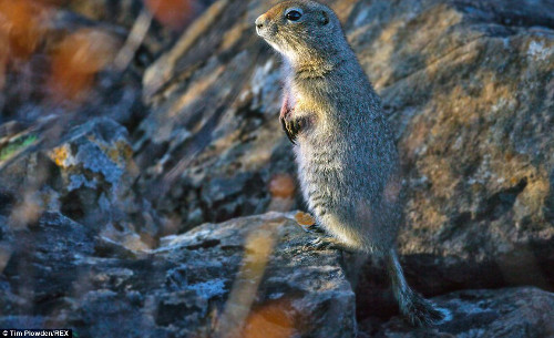 Một con sóc đất ngồi chênh vênh trên mỏm đá.
