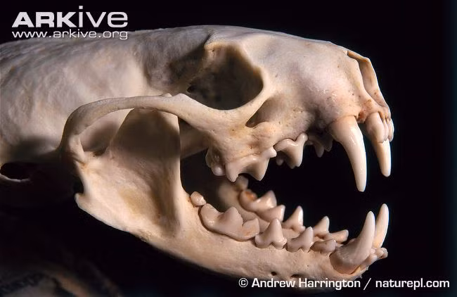 Hàm răng này chính là vũ khí tuyệt vời khi đi săn của chồn vizon.