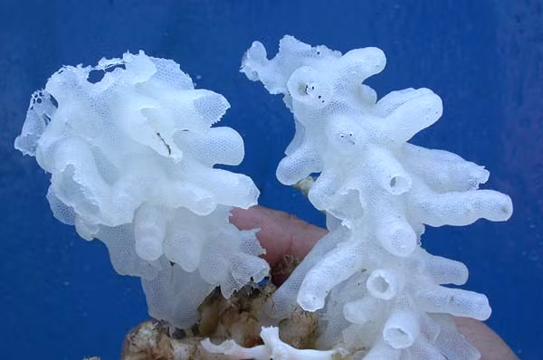 Nhiều người lầm tưởng bọt biển là thực vật, tuy nhiên thực chất chúng lại là một loài động vật ít hoạt động đến mức tẻ nhạt. Mỗi ngày, chúng chỉ di chuyển có 1mm.