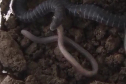 Giun không chân mới nở hầu như không cử động hay di chuyển nhiều. Chúng tìm ngay tới giun mẹ để… ăn thịt. Thức ăn của chúng khi còn nhỏ chính là da của giun mẹ.