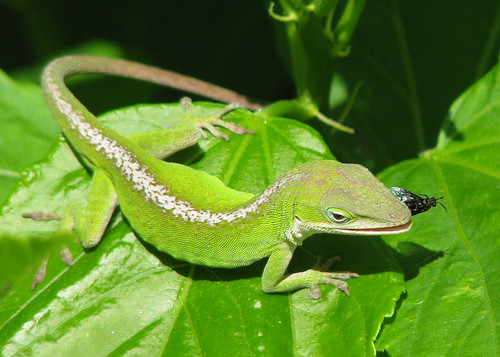 Chúng có thể tự cắt bỏ đuôi của mình để chạy trốn khỏi kẻ thù. Và sau đó, một chiếc đuôi khác sẽ tự mọc lại.