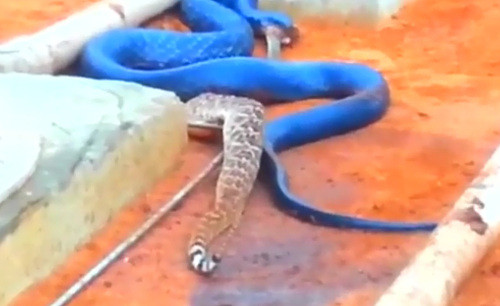 Và đây, chỗ khuất này có như nó thấy khá ổn để ăn thịt con mồi.