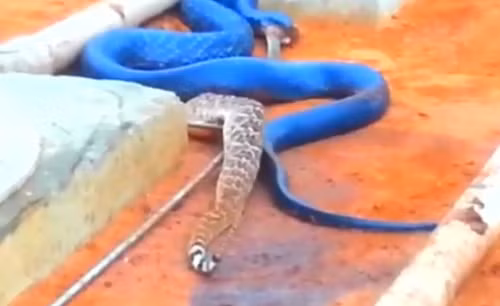 Và đây, chỗ khuất này có như nó thấy khá ổn để ăn thịt con mồi.