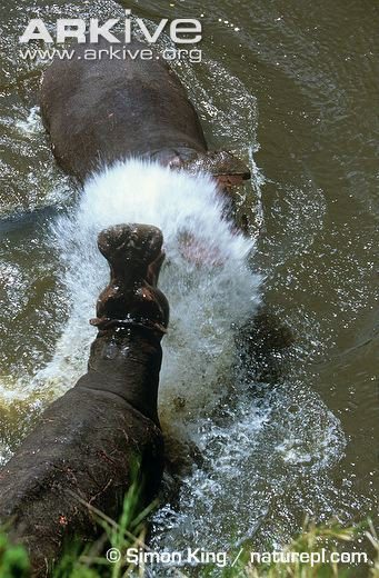 Mỗi con hà mã đực trưởng thành có thể nặng tới 3,2 tấn nên những cuộc đối đầu thế này quả thật kinh thiên động địa.