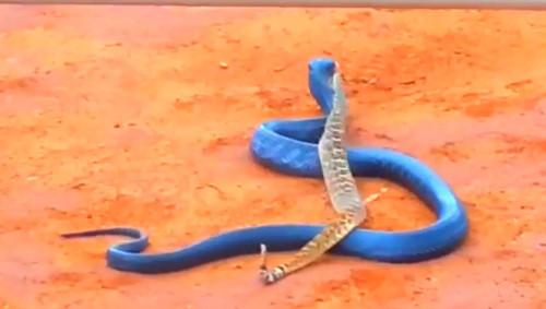 Nó tiếp tục tha đi để tìm vị trí thích hợp thưởng thức con mồi.