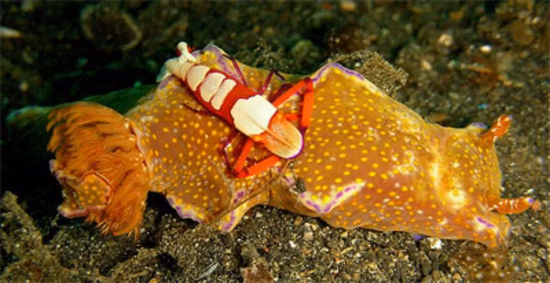 Tôm hoàng đế rất xứng đáng với tên gọi của nó bởi phong thái hết sức trịch thượng.