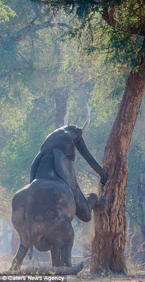 Nó đưa mắt hướng về lá cây phía trước.