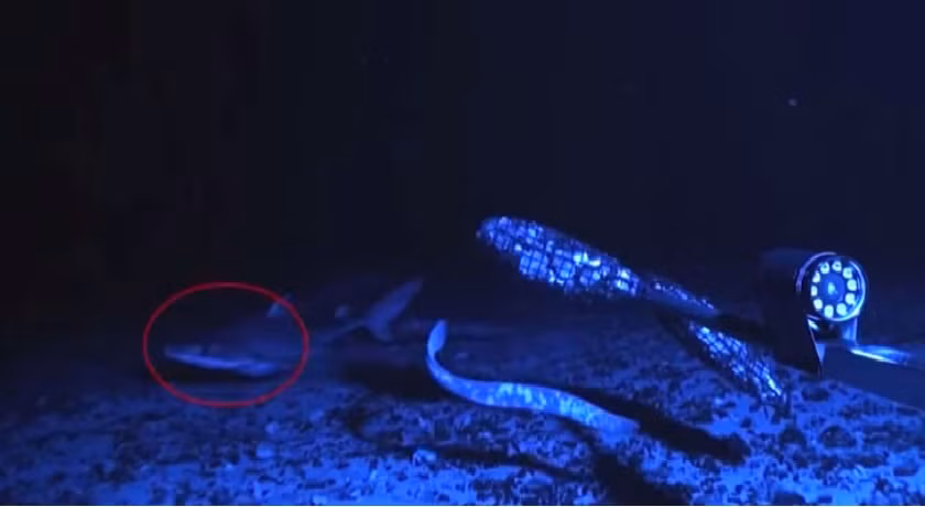 Ngay sau khi đớp con mồi, chúng liền lập tức nhả ra và bơi đi nhanh chóng.