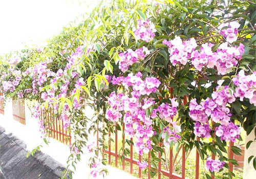 Vì lá có mùi tỏi rất nồng, thậm chí nồng hơn cả tỏi nên mới được đặt tên là lan tỏi. Và lũ rắn máu lạnh rất sợ mùi cay nồng khó chịu này.