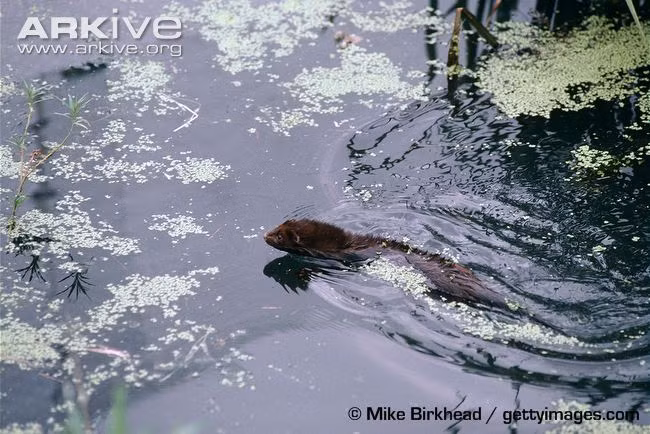 Khả năng bơi lội không thua kém gì những động vật dưới nước.