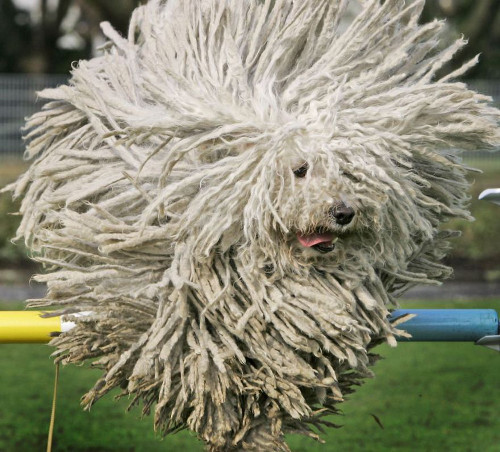 Với bộ lông dài, xoắn bện vào với nhau, loài chó Komondor sẽ khiến không ít người phải giật mình và liên tưởng tới chiếc giẻ lau nhà. Lông của Komondor có thể dài từ 20 - 27cm với tổng trọng lượng trên dưới 30kg.