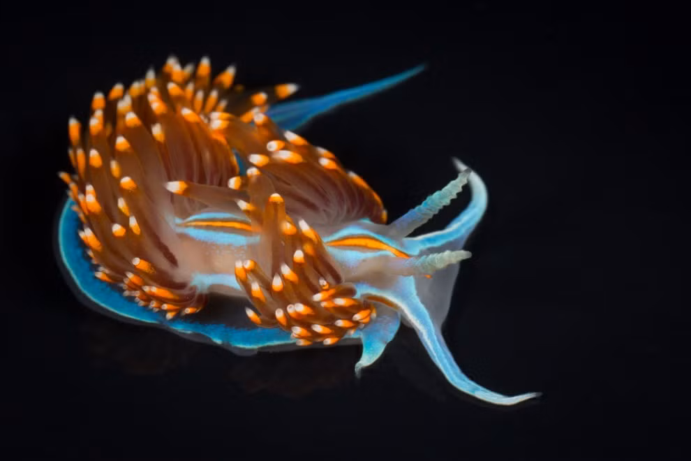 Một số loài chỉ sống được 1 tháng trong khi các loài khác có tuổi đời lên đến 1 năm. Một số loài chỉ phát triển tới hơn 0,6cm trong khi các loài khác có kích thước lên đến 30,5cm.