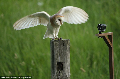 Cú đực khoe đôi cánh ấn tượng.