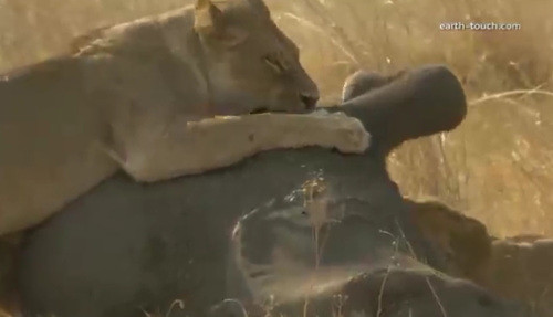 Sư tử thường không săn mồi voi nhưng hạn hán khắc nghiệt đã buộc kẻ săn mồi hùng mạnh của tự nhiên tìm đến chú voi này.