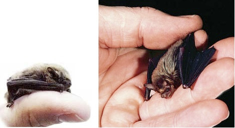 Dơi bumblebee là một trong những loài nhỏ nhắn, xinh xắn nhất trái đất với kích thước chỉ vẻn vẹn 3,3cm. Chúng định cư tại Thái Lan và chỉ còn dưới 200 cá thể.