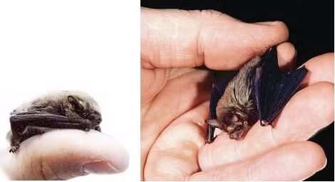 Dơi bumblebee là một trong những loài nhỏ nhắn, xinh xắn nhất trái đất với kích thước chỉ vẻn vẹn 3,3cm. Chúng định cư tại Thái Lan và chỉ còn dưới 200 cá thể.