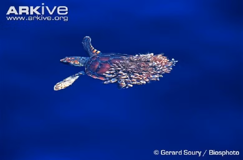 Chúng có thể bám bên dưới tàu thuyền, những mảnh gỗ trôi dạt hay những sinh vật đại dương như con rùa này để sinh sống và trở thành một loài ký sinh trùng.