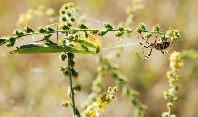 Một đối thủ đáng gờm của loài nhện chính là bọ ngựa – loài động vật có thể ăn nhiều loại côn trùng, trong đó nhện cũng là món khá yêu thích của chúng.
