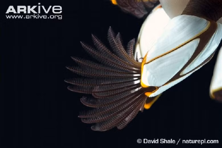 Mỗi chiếc xúc tu lại có hàng ngàn sợi lông nhỏ, giúp chúng cảm nhận được thế giới xung quanh.