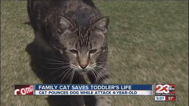 Chân dung chú mèo anh hùng Tara ngay lập tức được lên truyền hình.