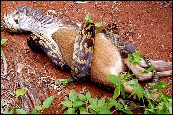 Nuốt vào tới đâu, cơ thể con trăn thay đổi tới đó theo đúng kích thước của con kangaroo.