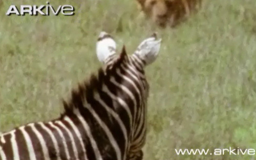 ... và tiến lại gần.