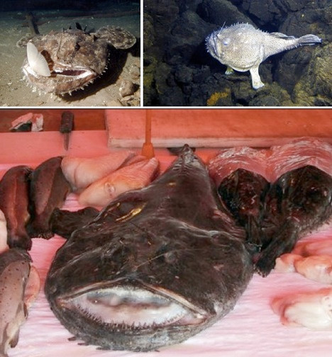 Cá cần thủ nổi tiếng với kích thước quái đản và tập tính giao phối cũng quái đản không kém. Chúng thường sinh sống ở những vùng biển sâu nhưng cũng không thể tránh khỏi mối đe dọa tuyệt chủng.